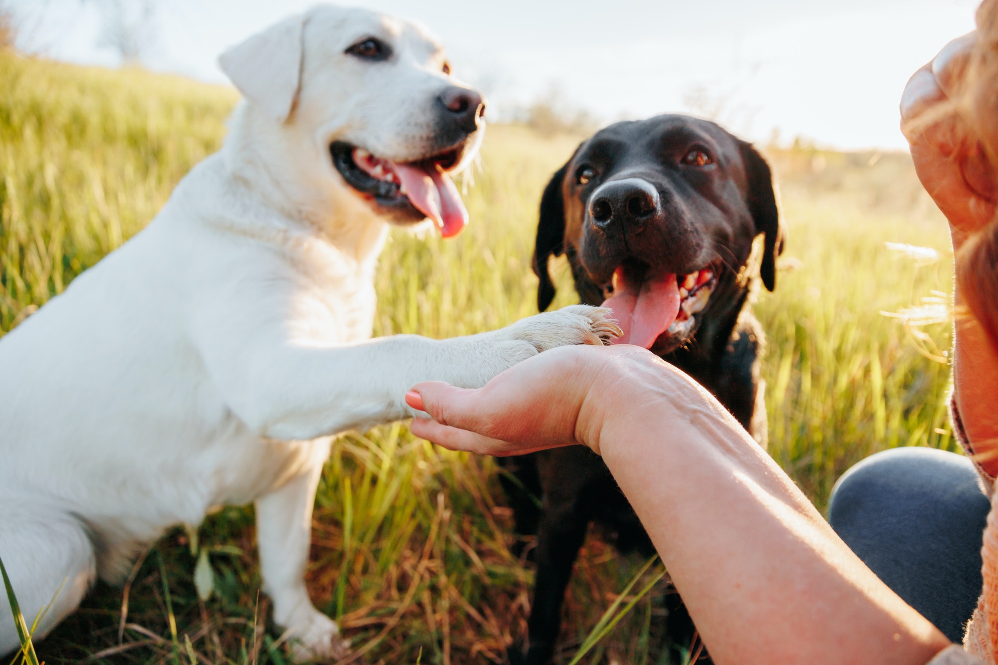 Authentic happiness Woman enjoying outdoor activities with her pets