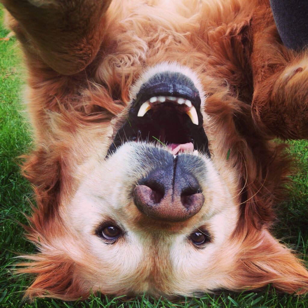 Silly, cute golden retriever dog portrait upside down