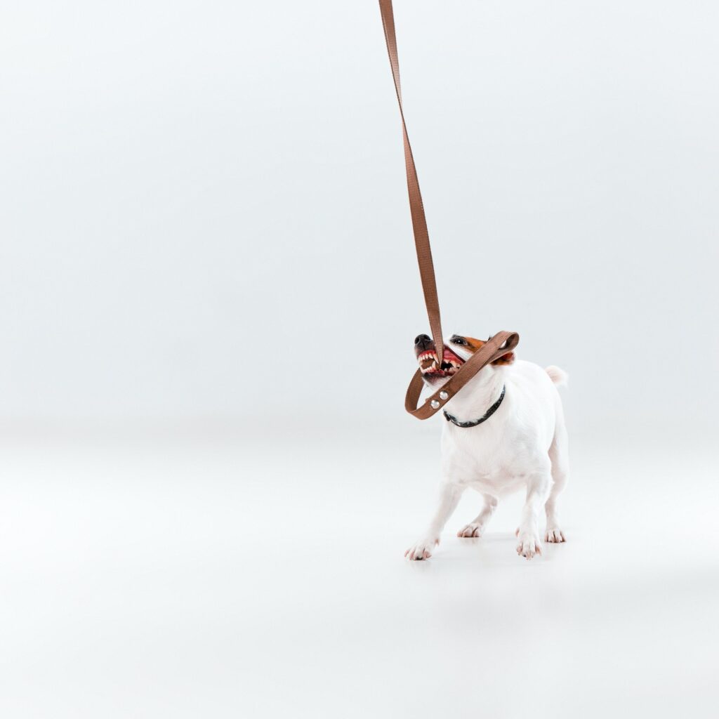Small Jack Russell Terrier on white